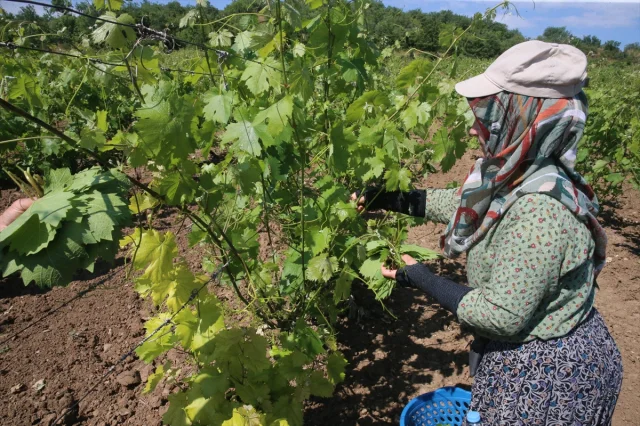 Tokat'ın Coğrafi İşaretli Narince Bağ Yaprağında Hasat Zamani