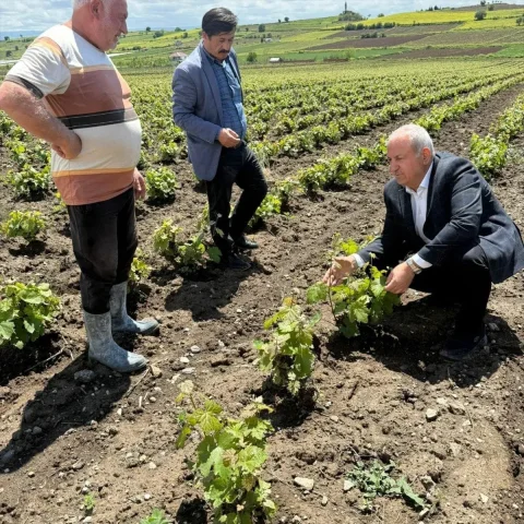 Tokat'ın Coğrafi İşaretli Narince Bağ Yaprağında Hasat Zamani