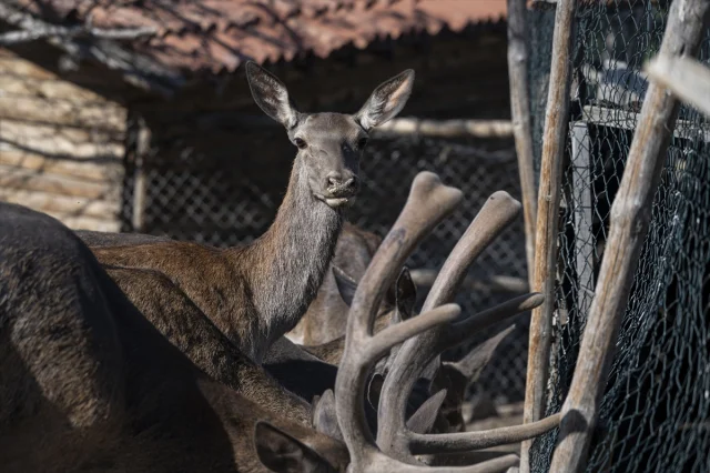 Altınköy Açık Hava Müzesi'nde Üç Ceylan Yavrusu Doğdu Ankaralılar Hayran