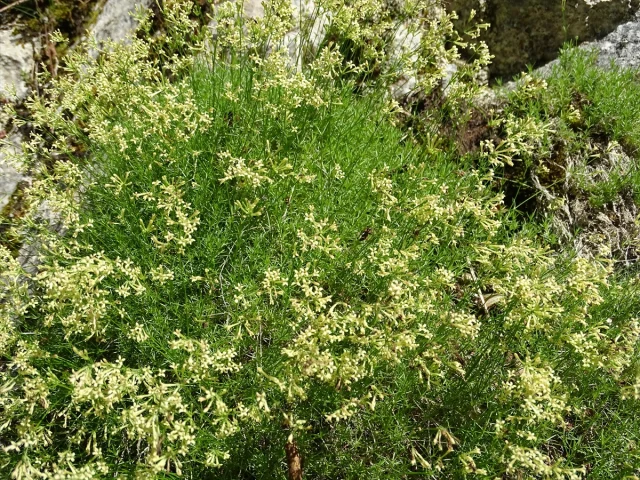 Küre Dağları'nda Keşfedilen Endemik Bitki Türü Bilim Dünyası...