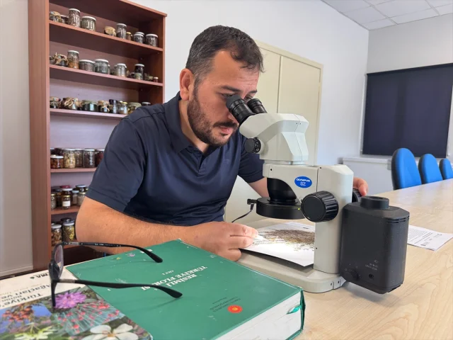 Küre Dağları'nda Keşfedilen Endemik Bitki Türü Bilim Dünyasını Büyüledi