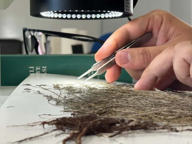 Küre Dağları'nda Keşfedilen Endemik Bitki Türü Bilim Dünyasını Büyüledi