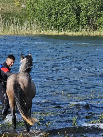 Çıldır Gölü'nde Mahsur Kalan Atın Kurtarılma Hikayesi