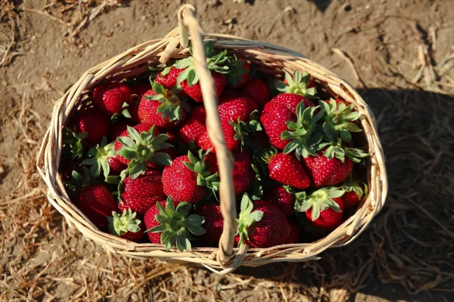 Mühendislikten Tarıma: Organik Çileklerle Anlamlı Dönüşüm