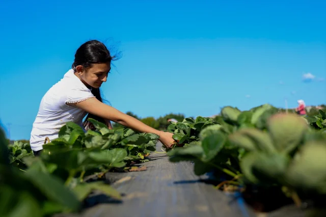 Mühendislikten Tarıma: Organik Çileklerle Anlamlı Dönüşüm