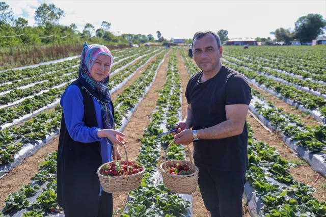 Mühendislikten Tarıma: Organik Çileklerle Anlamlı Dönüşüm