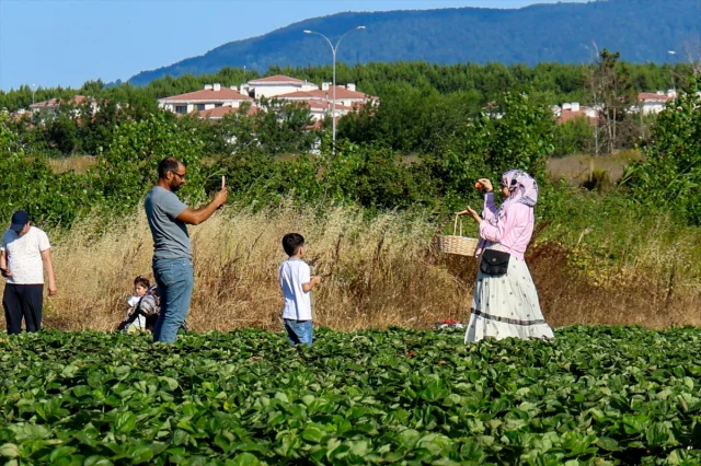 Mühendislikten Tarıma: Organik Çileklerle Anlamlı Dönüşüm