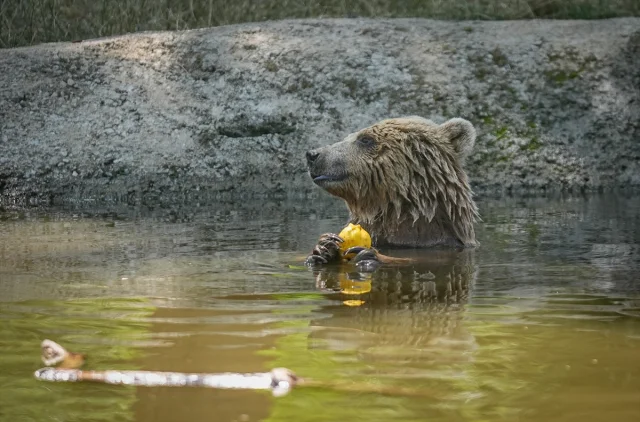 Bursa'da Ayılar Yaz Aylarında Özel Gıdalarla Enerji Depoluyor