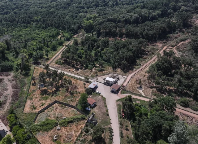 Bursa'da Ayılar Yaz Aylarında Özel Gıdalarla Enerji Depoluyor