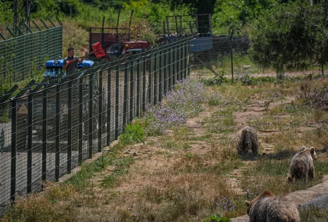 Bursa'da Ayılar Yaz Aylarında Özel Gıdalarla Enerji Depoluyor