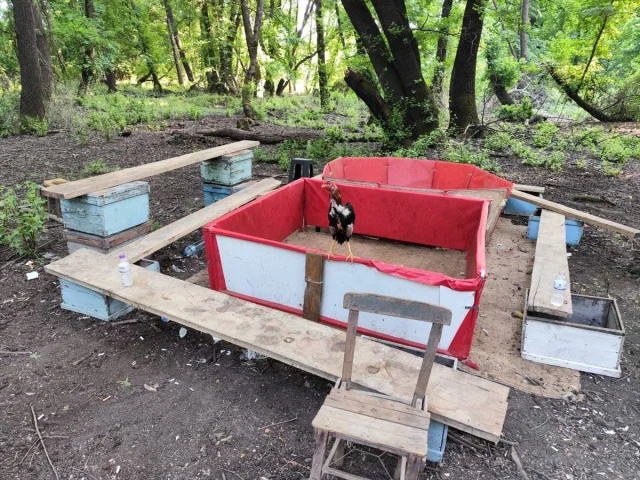 Muğla'da Şok Olay: Horoz Dövüşü Skandalı Ortaya Çıktı