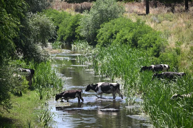 Trakya'da Kavurucu Sıcaklar Hayatı Etkiliyor