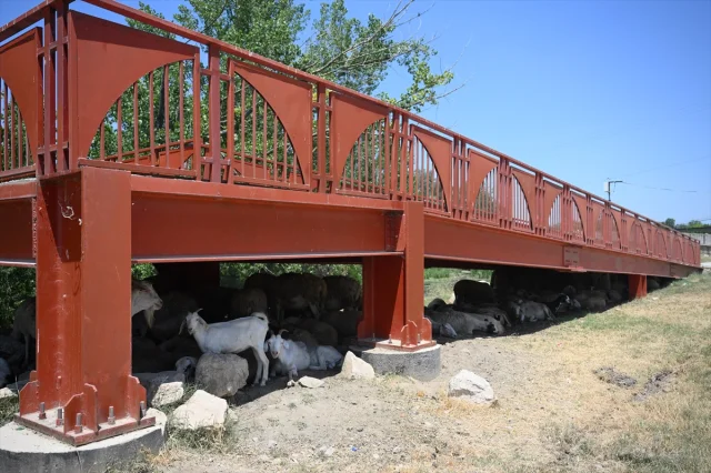 Trakya'da Kavurucu Sıcaklar Hayatı Etkiliyor