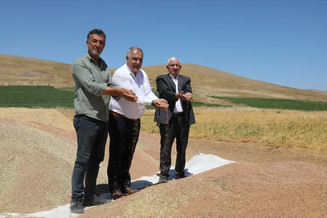 Elazığ'da Kırmızı Mercimek Üretiminde Rekor Beklentisi