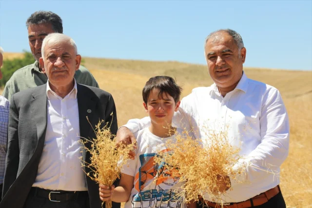 Elazığ'da Kırmızı Mercimek Üretiminde Rekor Beklentisi