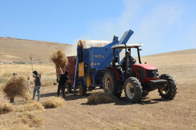 Elazığ'da Kırmızı Mercimek Üretiminde Rekor Beklentisi
