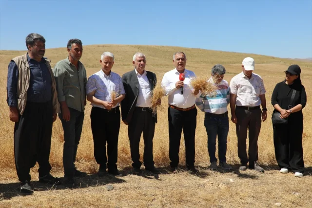 Elazığ'da Kırmızı Mercimek Üretiminde Rekor Beklentisi