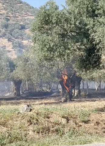 İzmir'de Zeytinlikte Çıkan Yangın Korkuttu: Büyük Çabalarla Söndürüldü