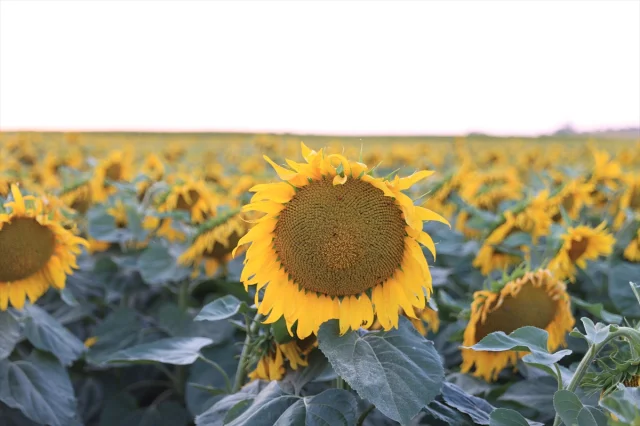 Edirne'de Sulama Projeleriyle Tarımsal Üretim İki Katına Çıktı