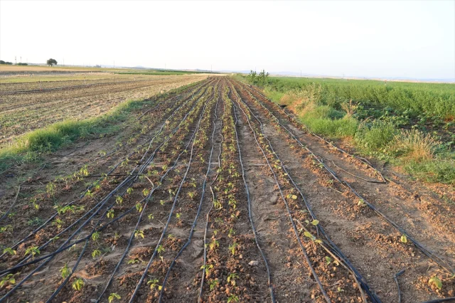 Edirne'de Sulama Projeleriyle Tarımsal Üretim İki Katına Çıktı