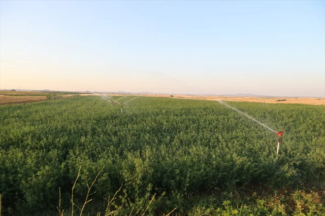 Edirne'de Sulama Projeleriyle Tarımsal Üretim İki Katına Çıktı