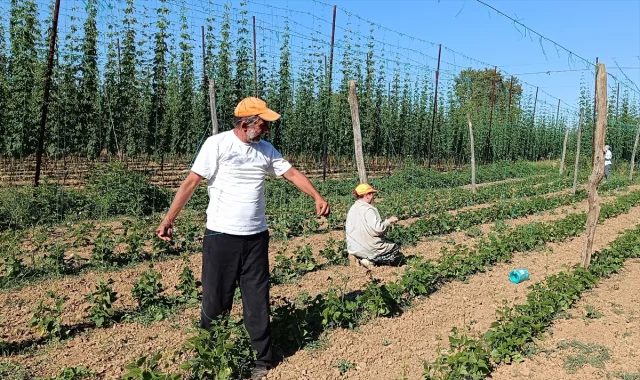 Bilecik'te Tescilli Boncuk Fasulyenin Hasat Hazırlıkları Sür...