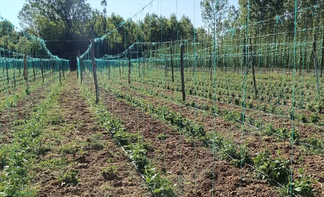 Bilecik'te Tescilli Boncuk Fasulyenin Hasat Hazırlıkları Sürüyor