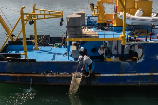 Marmara Denizi'nde Müsilaj Tehlikesi: Deniz Suyunun Normale Dönmesi Rahatlattı