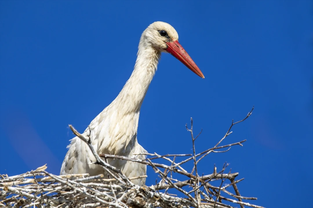 Van'da 'Emrah' ve 'Selvihan' Çiftinin Yavrularına İsim Aranıyor