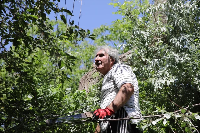 Van'da 'Emrah' ve 'Selvihan' Çiftinin Yavrularına İsim Aranıyor
