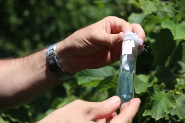 Trabzon'da Samuray Arıları Kahverengi Kokarca ile Mücadelede Önemli Rol Oynuyor