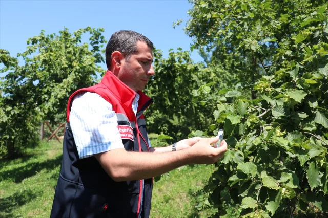 Trabzon'da Samuray Arıları Kahverengi Kokarca ile Mücadelede Önemli Rol Oynuyor