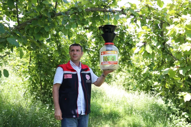 Trabzon'da Samuray Arıları Kahverengi Kokarca ile Mücadelede Önemli Rol Oynuyor