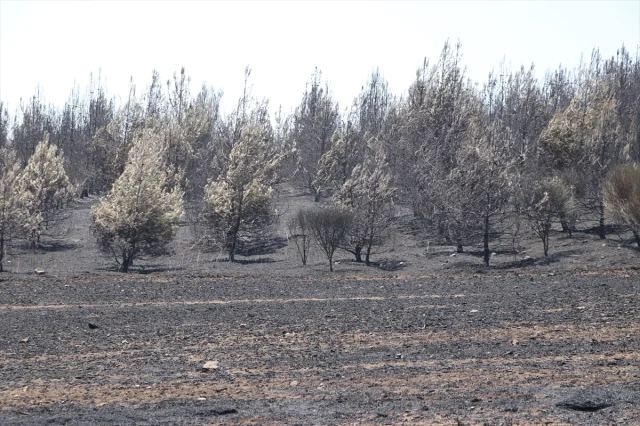 Tekirdağ'da Çıkan Yangın Kontrol Altına Alındı Ancak Kayıp Büyük