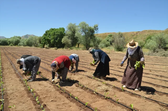 Muş'ta Tütün Üretimi Canlanıyor: Hedef 62 Bin Ton İhracat