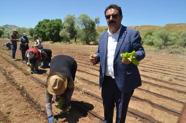 Muş'ta Tütün Üretimi Canlanıyor: Hedef 62 Bin Ton İhracat