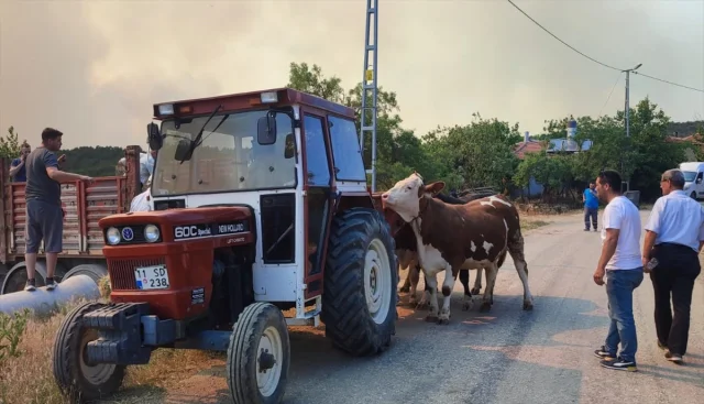 Sakarya'da Başlayan Orman Yangını Bilecik'e Sıçradı: Müdahale Sürüyor