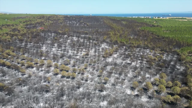 Tekirdağ Orman Yangını: 22 Hektarlık Alan Kül Oldu