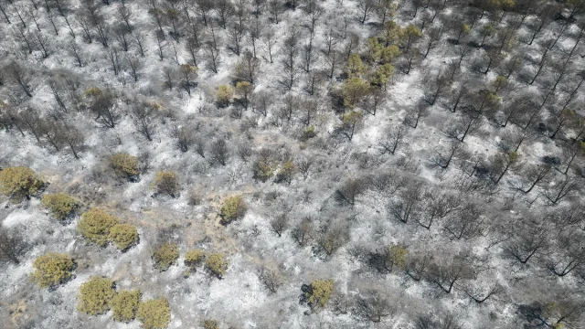 Tekirdağ Orman Yangını: 22 Hektarlık Alan Kül Oldu