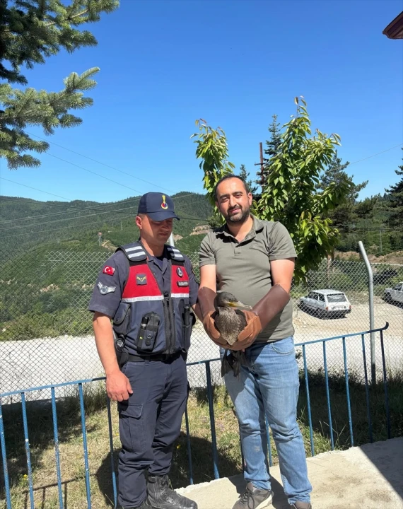 Kastamonu'nun Doğal Zenginliği: Kurtarılan Kuşlar Doğaya Kavuştu