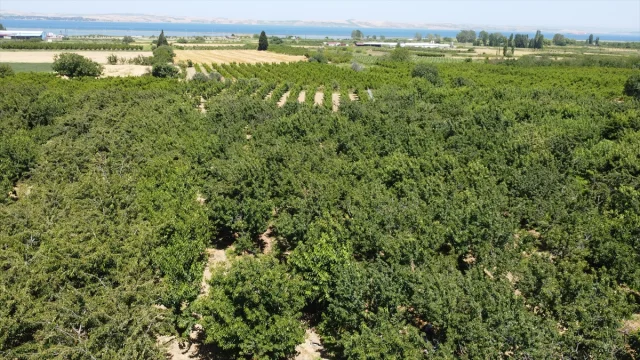 Çanakkale'nin Lapseki Kirazı Dünyaya Açılıyor