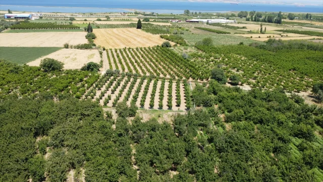 Çanakkale'nin Lapseki Kirazı Dünyaya Açılıyor
