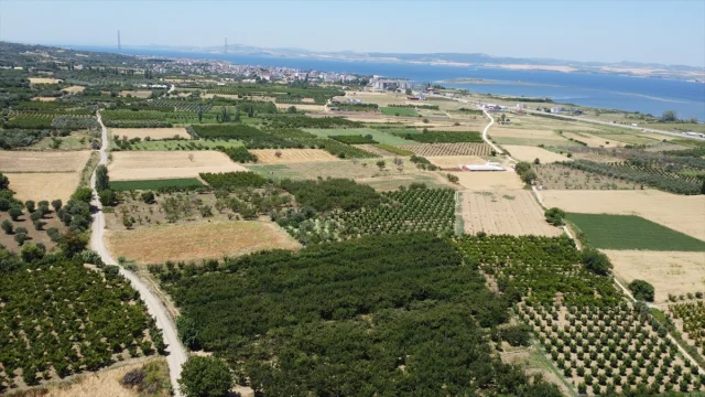 Çanakkale'nin Lapseki Kirazı Dünyaya Açılıyor