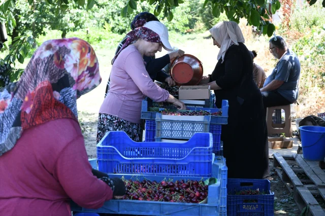 Çanakkale'nin Lapseki Kirazı Dünyaya Açılıyor