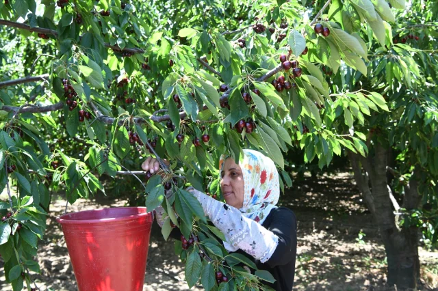 Çanakkale'nin Lapseki Kirazı Dünyaya Açılıyor