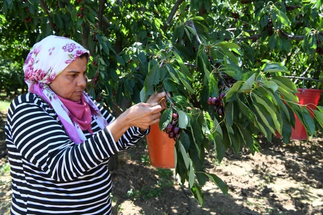 Çanakkale'nin Lapseki Kirazı Dünyaya Açılıyor