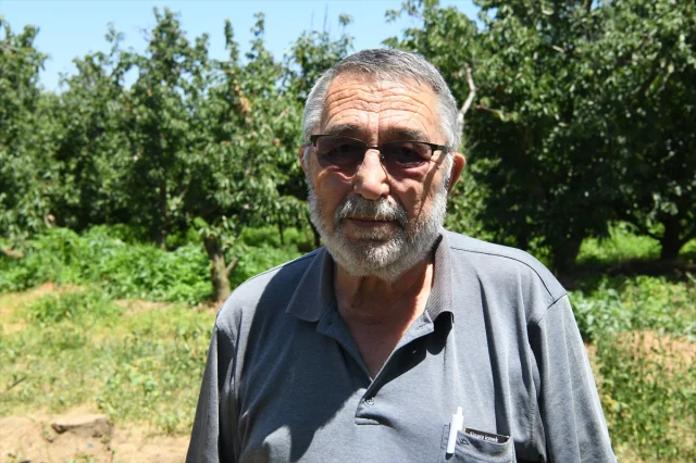 Çanakkale'nin Lapseki Kirazı Dünyaya Açılıyor