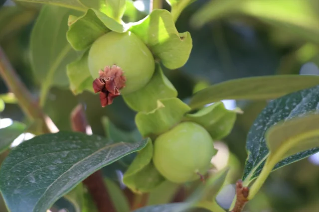 Siirt'in Pervari İlçesinde Trabzon Hurması Üretimi Yaygınlaşıyor