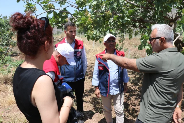 Siirt'in Pervari İlçesinde Trabzon Hurması Üretimi Yaygınlaşıyor