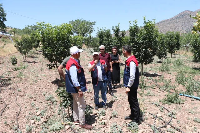 Siirt'in Pervari İlçesinde Trabzon Hurması Üretimi Yaygınlaşıyor